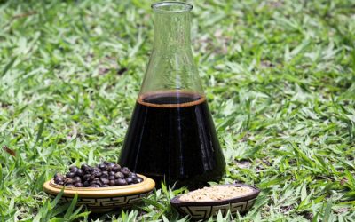 Guarana fluid extract is the new input distributed in Brazil by Frootiva© Co